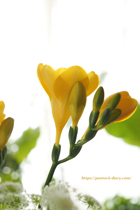 春の黄色い花 フリージアなど ぱんとりー日記
