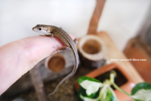 カナヘビ カナヘビ飼育 越冬編 蓋なしガラス水槽への暖突の取り付け方 ぴったり取り付ける ぱんとりー日記